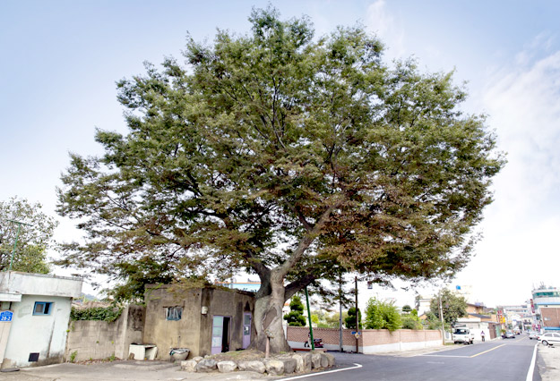 400년째 남아 이곳이 사창거리 느티나무