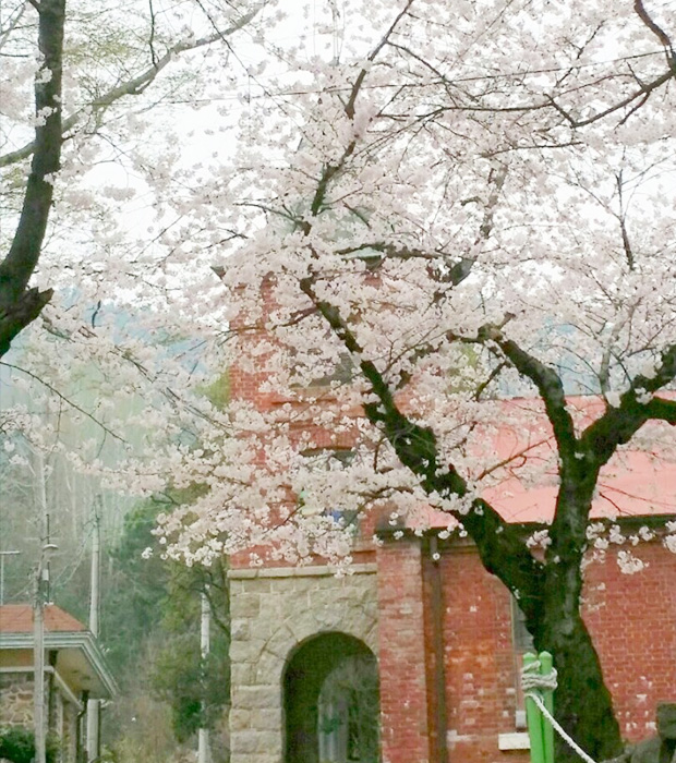 벛꽃배경 노안성당