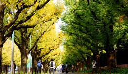 Gingko Tree