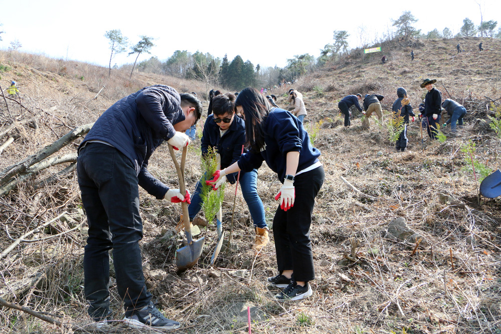 나주사랑 나무심기 행사 직원 3명이 나무를 심기위해 두명은 삽으로 흙을 파고 있고 한명은 나무를 잡고 있는 모습
