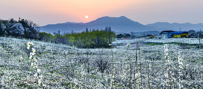 (입선) 금성산과 배꽃_홍욱일