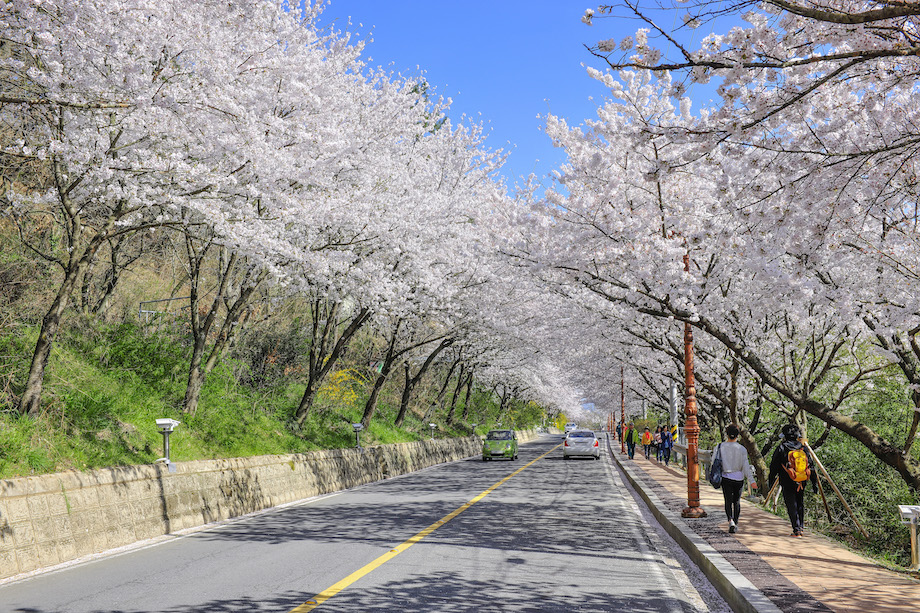 한수제 벚꽃축제