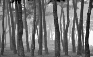 2014년 11월 6일에 촬영된 안개낀 솔밭의 흑백 풍경사진