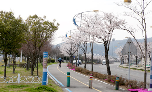 벗꽃이 핀 자전거길