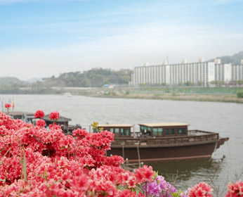 꽃이핀 황포돛배와 영산강전경