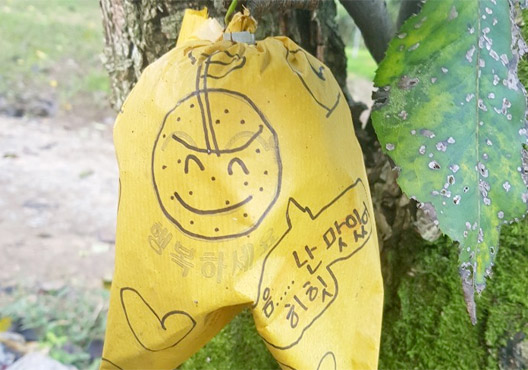 희망봉지로 싸여진 배나무의 배
