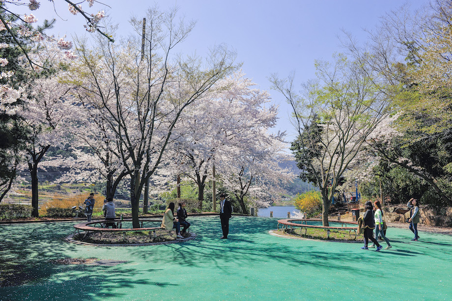 한수제 벚꽃축제