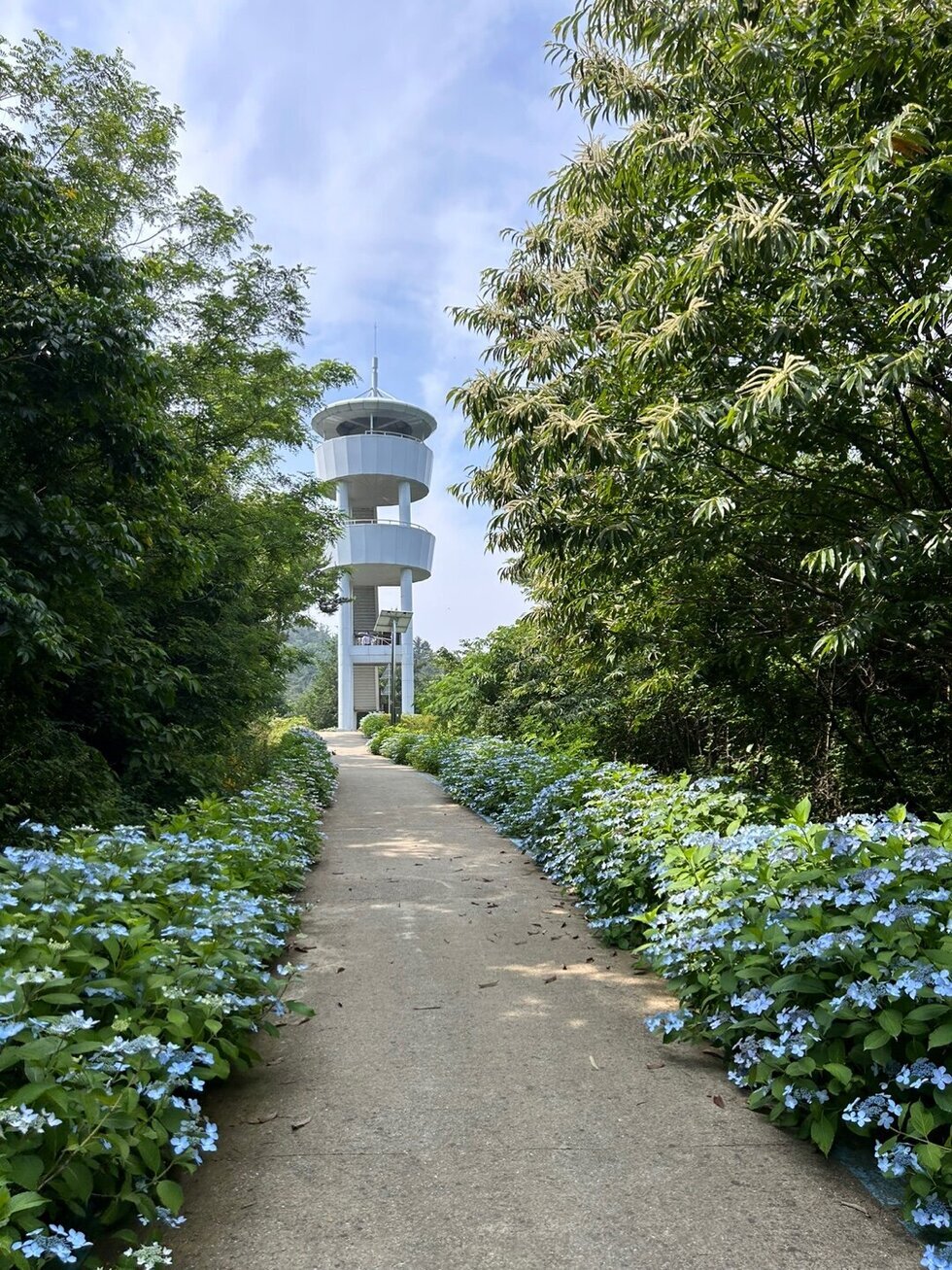 “오늘 나랑 나주로 수국 보러 가자, 준비됐수국?”