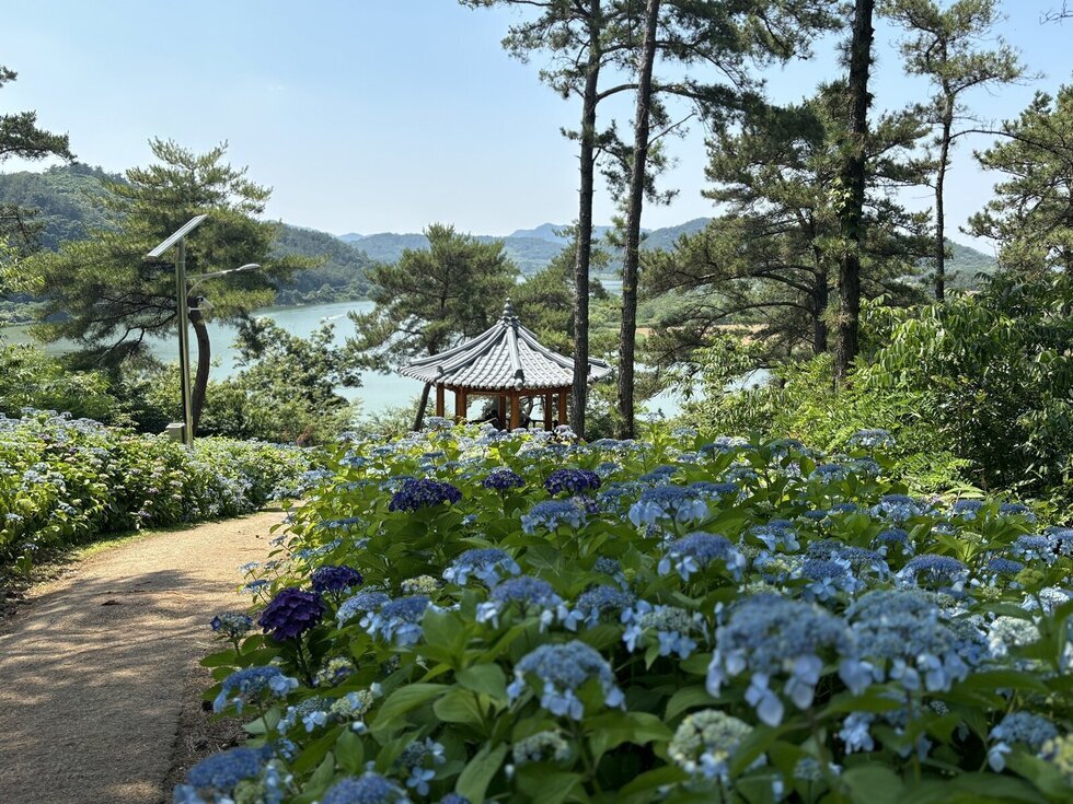 “오늘 나랑 나주로 수국 보러 가자, 준비됐수국?”