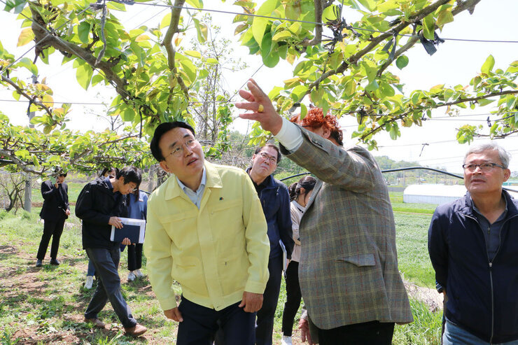 배과수농가 냉해피해 현장 방문 나주시장이 왕곡면  배과수농가 주인의 설명을 들으며 배나무를 바라보고 있는 모습