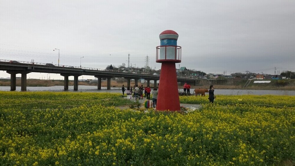 영산포 유채꽃밭 1.jpg
