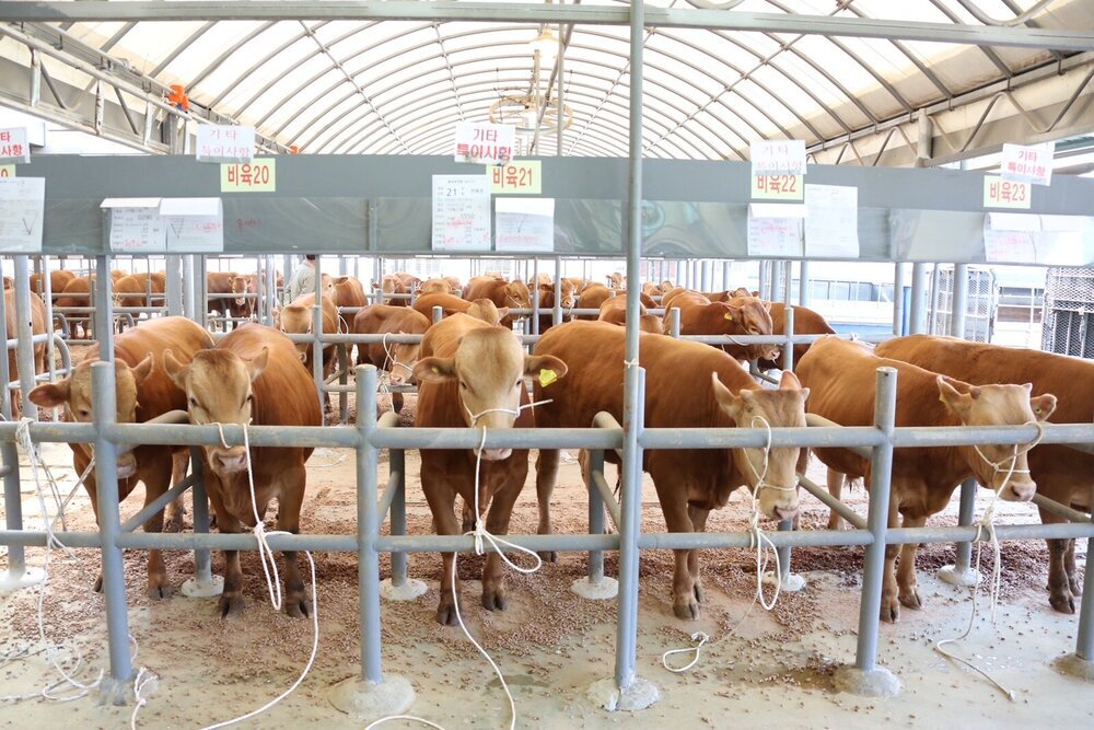 나주축협 가축시장 재개장 ‘활기’ … 윤병태 시장 현장 격려 