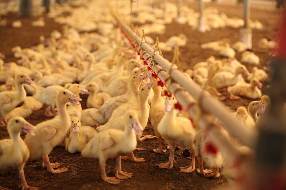 나주시, 폭염 속 가축 폐사 대응 ‘총력’