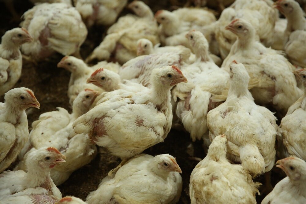 나주시, 폭염 속 가축 폐사 대응 ‘총력’