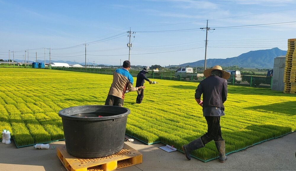 나주시, ‘벼 육묘 상자 처리제 지원사업’ 추진