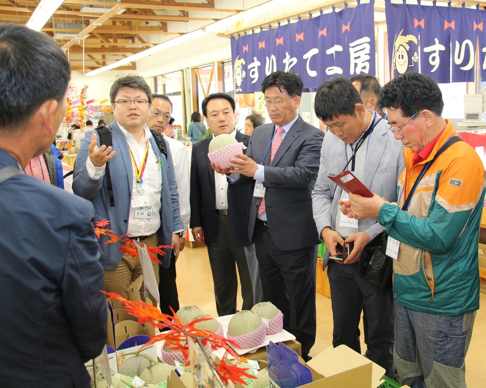 나주시 농업교류단 일본 선진농업 운영시스템 견학하고 멜론을 살펴보고있다