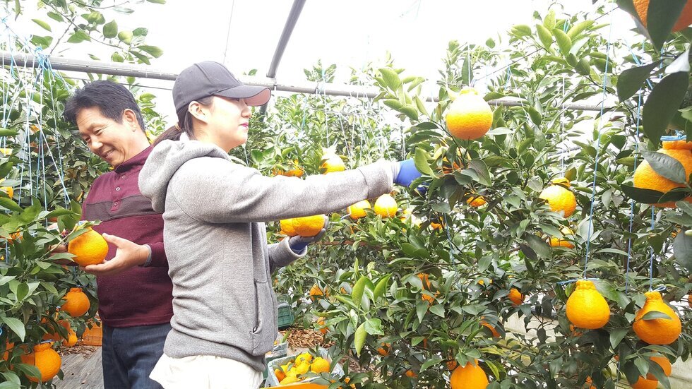 두사람이 웃으며 한라봉을 수확하고 있는 모습