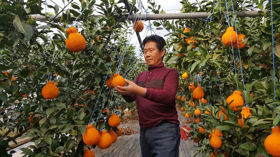 농부가 주렁주렁 달린 한라봉을 수확하고 있는 모습
