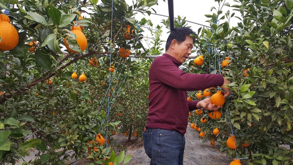 한라봉수확 모습