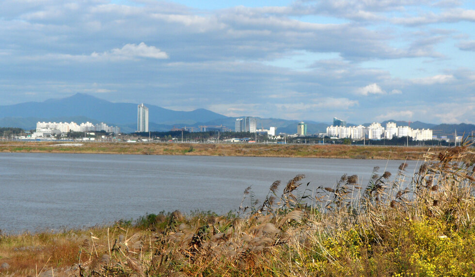 억새와 강 그리고 건너편에 보이는 혁신도시의 풍경