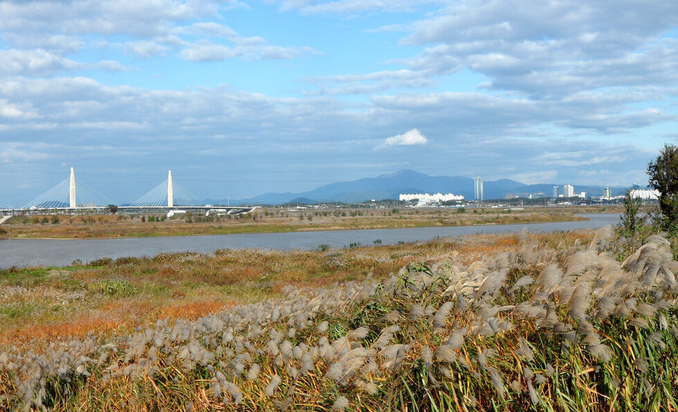 억새와 강, 그리고 다리가 보이는 풍경