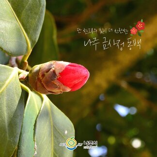 금사정 동백꽃
