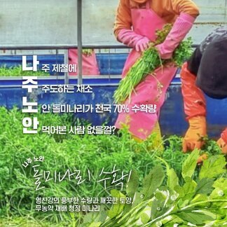 노안 돌미나리