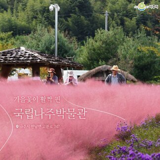 [나주시] 가을꽃이 활짝 핀 국립나주박물관 나주시 반남면 고분로 747