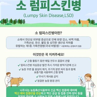 [나주시] 소 럼피스킨병 (Lumpy Skin Disease, LSD) 소 럼피스킨병이란? 소에서 전신성 피부병 증상으로 인해 유량 감소, 바쩍마름, 가죽손상, 유산, 불임 등 심각한 생산성 저하를 유발하는 제1종 가축전염병(국내비발생) *사람에게는 감염되지 않음 / 이것만은 꼭 지켜주세요! - 곤충활동기 동안 매일 전두수 꼼꼼히 관찰  -럼피스킨병 의심증상 발견 즉시 가까운 방역기관에 신고 -농장주변 물 웅덩이 제거, 주기적 분변처리 등과 함께 포충기를 사용하여 곤충 방제 -주사기 재사용 금지 -청결한 농장 환경 관리 / 나주시는 농림축산 식품부의 긴급 백신 접종에 대비해 백신예비 접종반을 편성하고 백신 공급 및 접종 인력·장비 등을 철저히 준비해 소 사육농가 일제 소독에 나설 방침 입니다