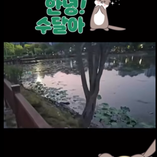 흔하게 벌 수 없는 #수달 이 나타났어요!  #나주대호수변공원