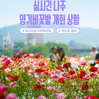 실시간나주 양귀비꽃밭