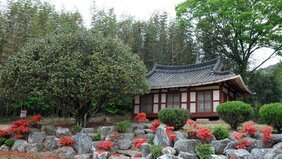 나주 왕곡 송죽리에 위치한 '금사정'과 '동백나무'