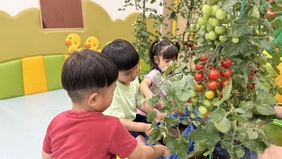 나주시, 어린이집 대상 ‘체험용 방울토마토 화분’ 지원