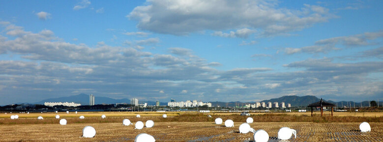 10월 23일 수확이 끝난 논의 풍경