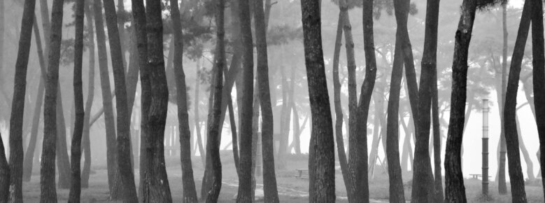 2014년 11월 6일에 촬영된 안개낀 솔밭의 흑백 풍경사진