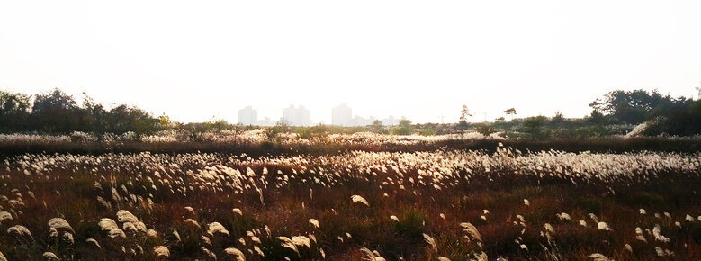 2014년 11월 12일에 촬영 한 억새 밭 풍경. 정면 멀리 안개사이로 혁신도시의 모습이 보임