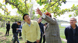 배과수농가 냉해피해 현장 방문 나주시장이 왕곡면  배과수농가 주인의 설명을 들으며 배나무를 바라보고 있는 모습