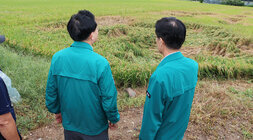 호우 및 강풍 피해지구 현장 점검 나주시장이 다시면의 벼 도복 현장을 바라보고 있는 뒷모습 옆에 담당 국장의 모습도 보인다