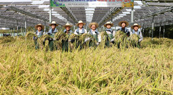 나주시 영농형 태양광 준공 추수행사 나주시장과 관계자 7명이 태양광 설비가 되어 있는 논에서 벼를 들고 기념촬영을 하고 있는 모습