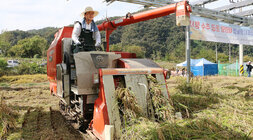 나주시 영농형 태양광 준공 추수행사 나주시장이 콤바인을 타고 벼를 추수하고 있는 모습