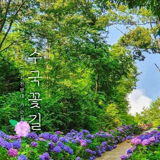 나주 느러지전망대 수국꽃길