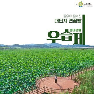 대단지 연꽃밭 우습제 생태공원