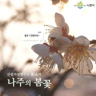 지금, 나주 봄꽃소식 배달왔습니다~