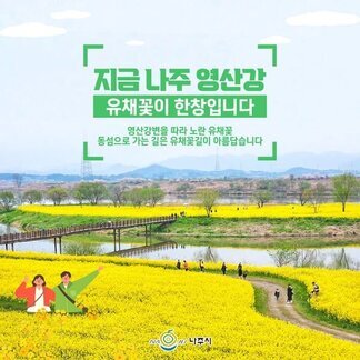 지금 나주 영산강은~? 유채꽃이 한창입니다:) 