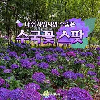 수국꽃들이 샤방샤방~  빛가람호수공원과 느러지전망대에  활짝 피었습니다: