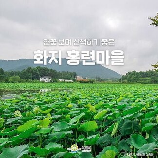 해마다 홍련이 피어나 예쁜 산책길을 만들어주는 화지 홍련마을:)