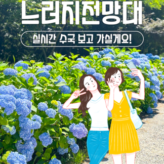 지금, 느러지전망대 수국 현황 알려드려요!