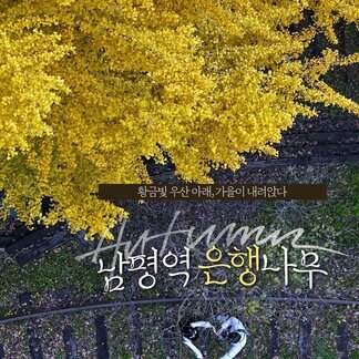 가을이 가장 잘 어울리는 곳, 남평역 은행나무길