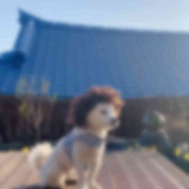 철문 넘어 보이는 집