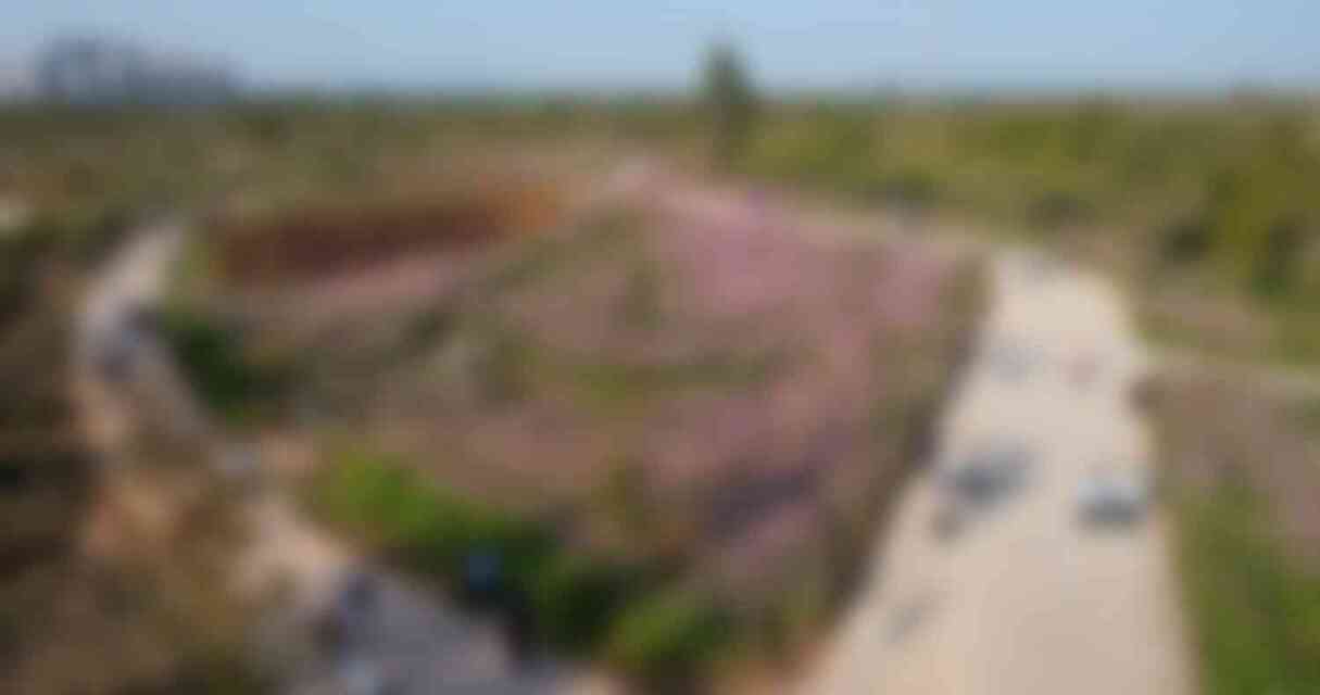 코스모스가 만개한 모습 코스모스가 만개한 모습